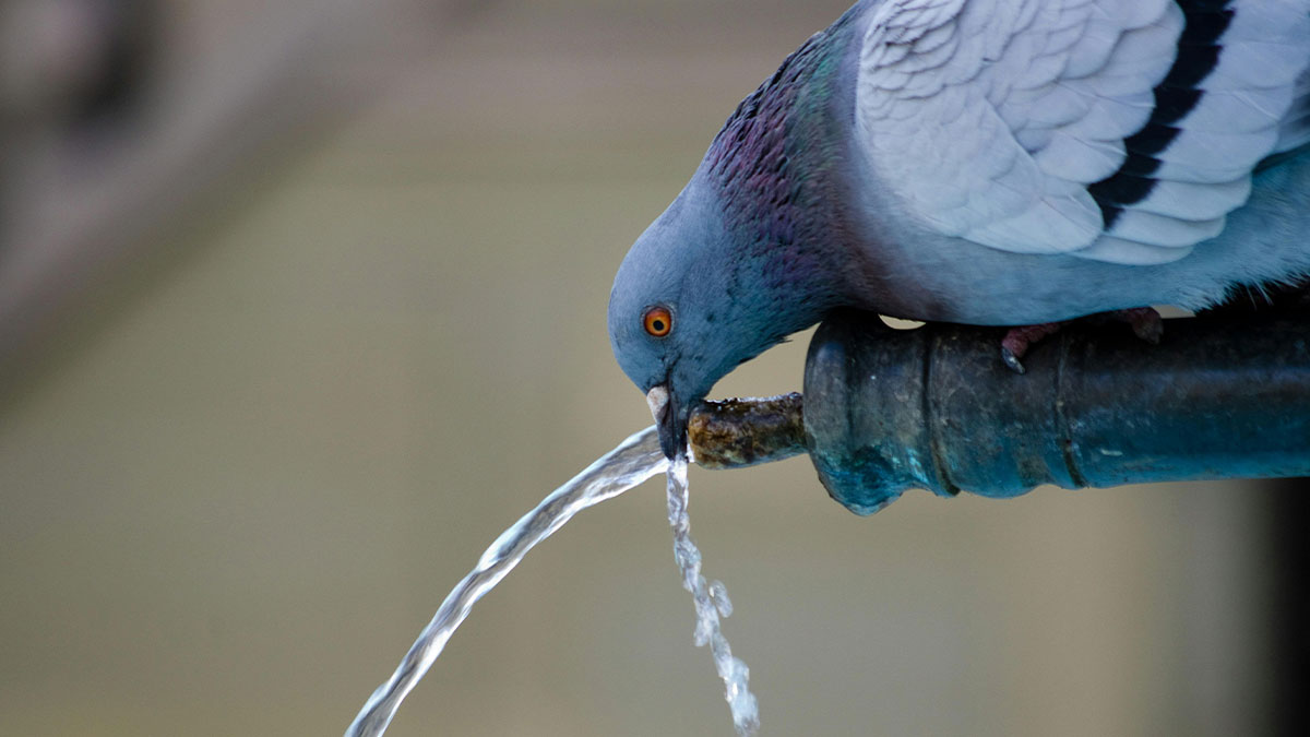 Pigeon drinking water from an urban pipe, symbolizing the people who work and explore beneath our feet.