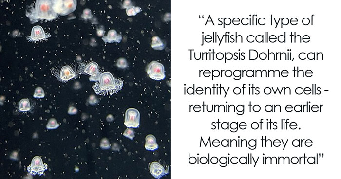 “It’s Just As Horrific As It Sounds”: 72 Disturbing Truths About Animals You Might Wish You Didn’t Know