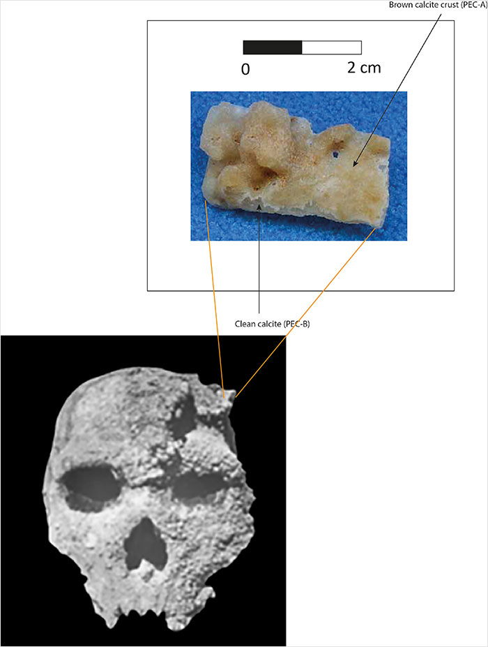 Petralona Man skull with calcite crust sample shown, highlighting geological study of the mysterious ancient fossil. Petralona Man skull with calcite crust sample shown, highlighting geological study of the mysterious ancient fossil.