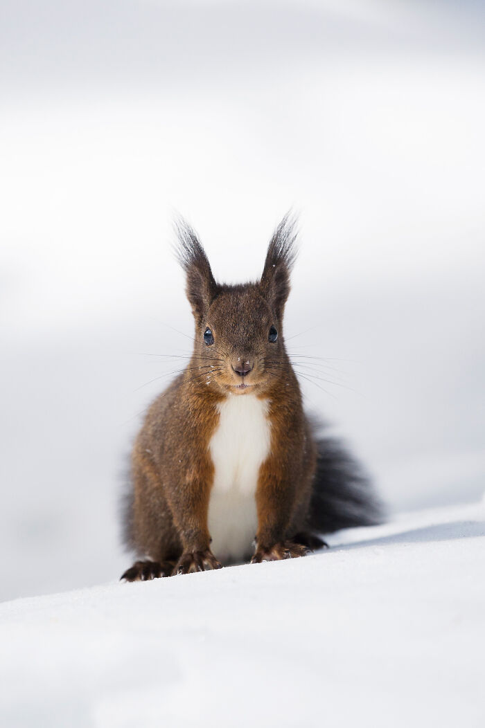 Red squirrel standing on snow, captured in a stunning wildlife and nature shot with soft natural lighting.
