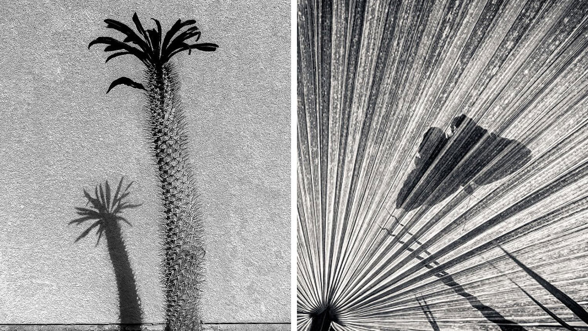 Black and white images showing unique shapes and shadows of a spiky plant and a large palm leaf fan.