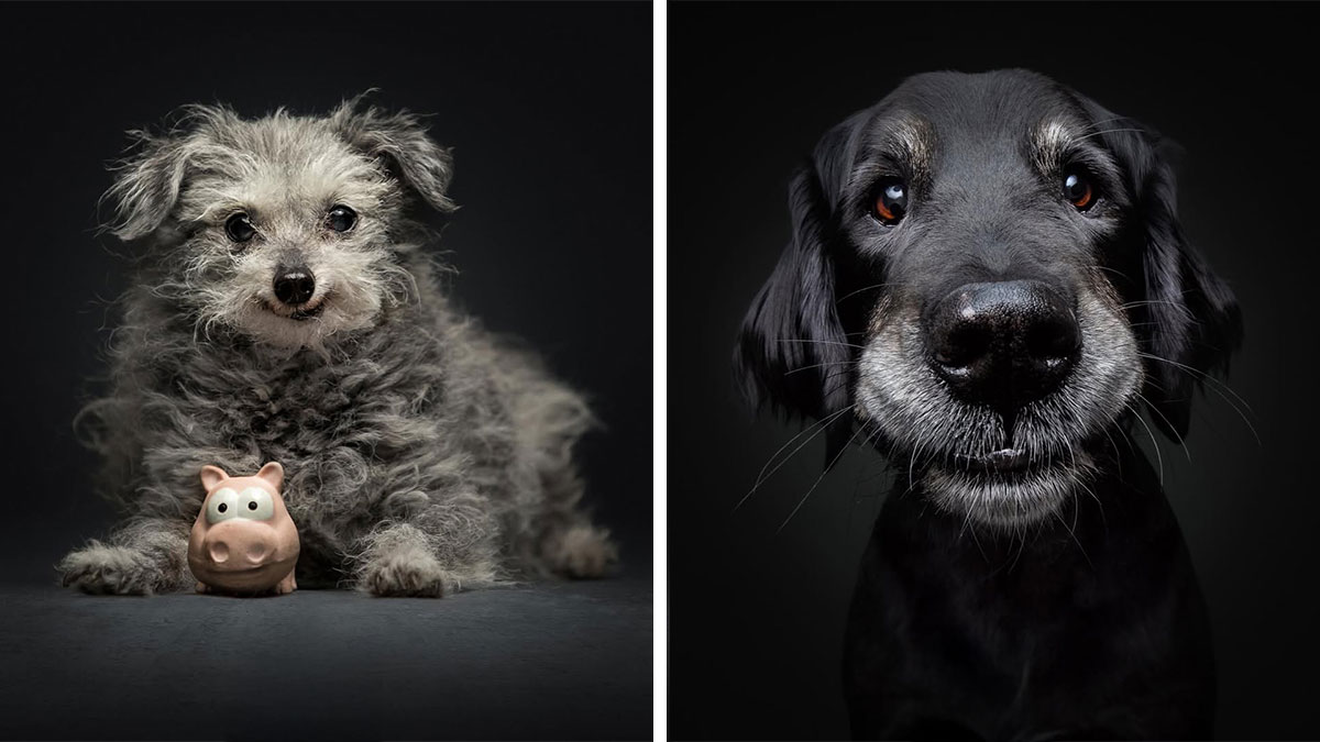 Two senior dogs with expressive faces, one with curly fur lying next to a toy and the other with a close-up of its muzzle.