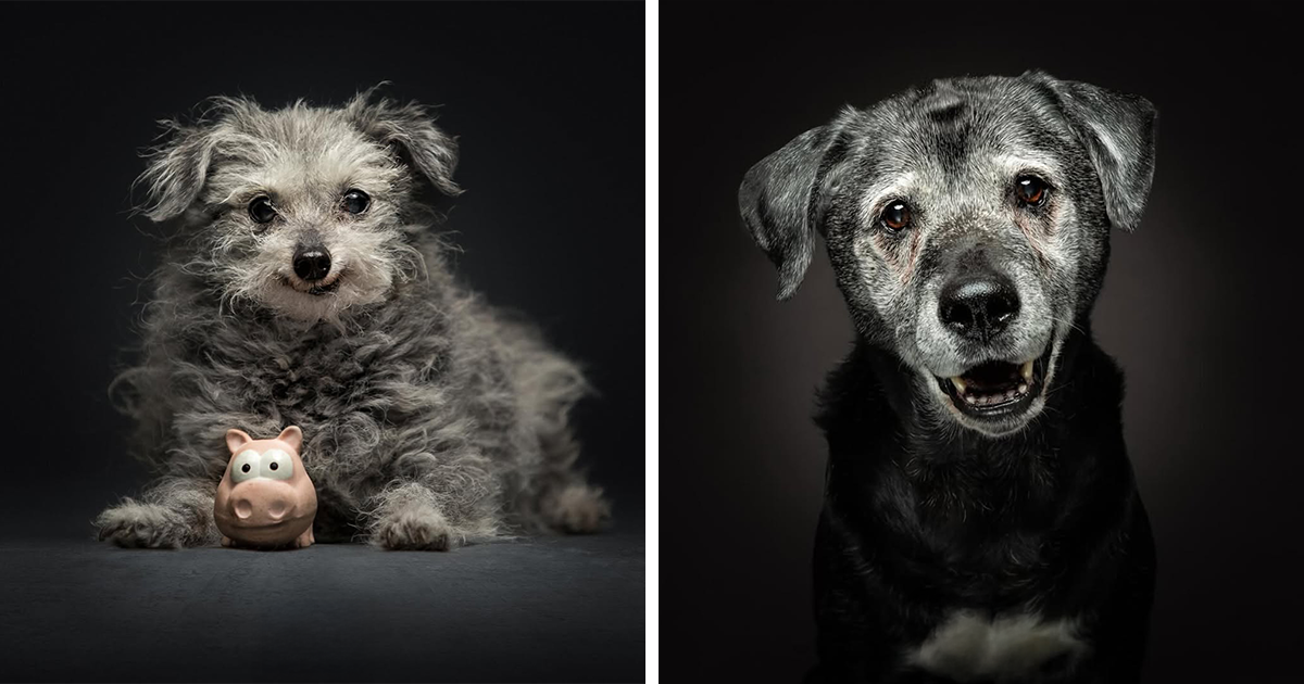 30 Touching Pictures Of Senior Dogs By Christian Vieler That Might Melt Your Heart