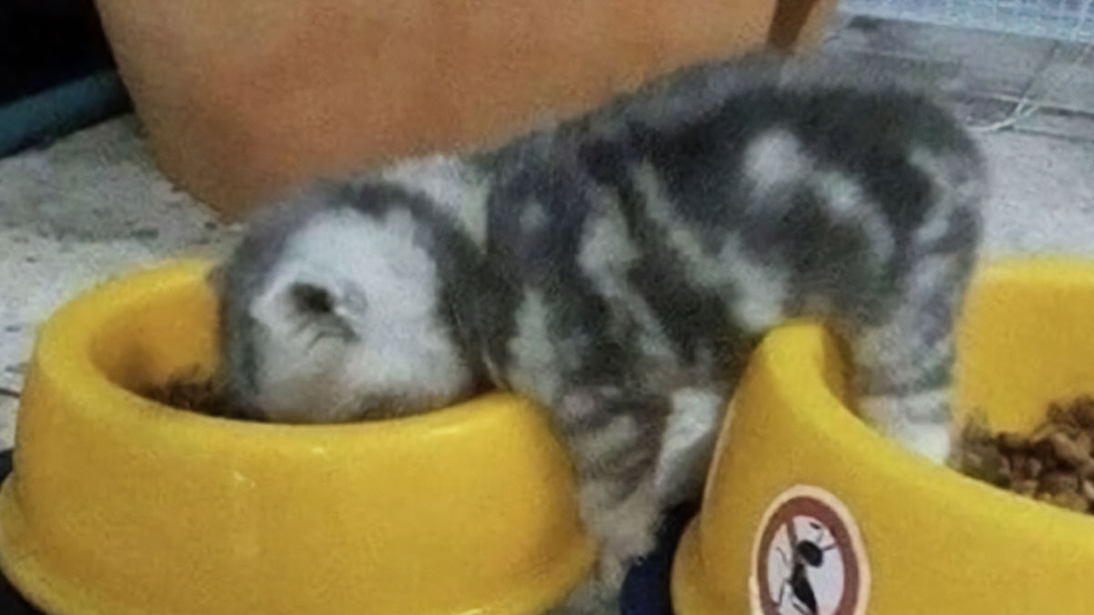 Kitten with head stuck in yellow food bowl showing funny cat behavior and adorably playful moment