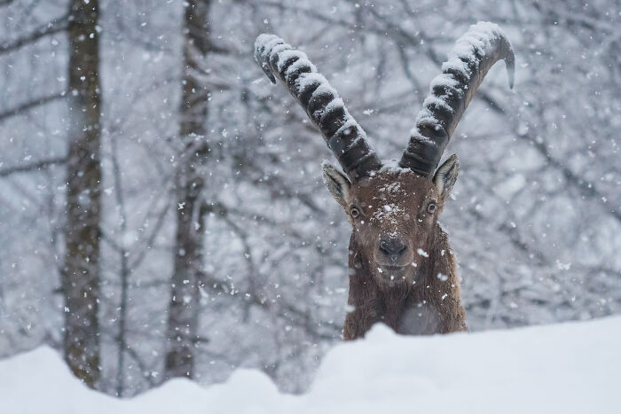 Wildlife and nature shot of a large ibex with snow-covered horns standing in a snowy forest during a snowfall.