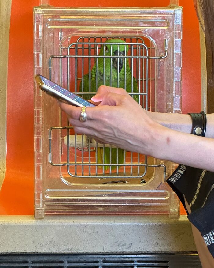 Person holding a phone next to a green parrot in a cage, showcasing people taking the subway in New York with unique items.