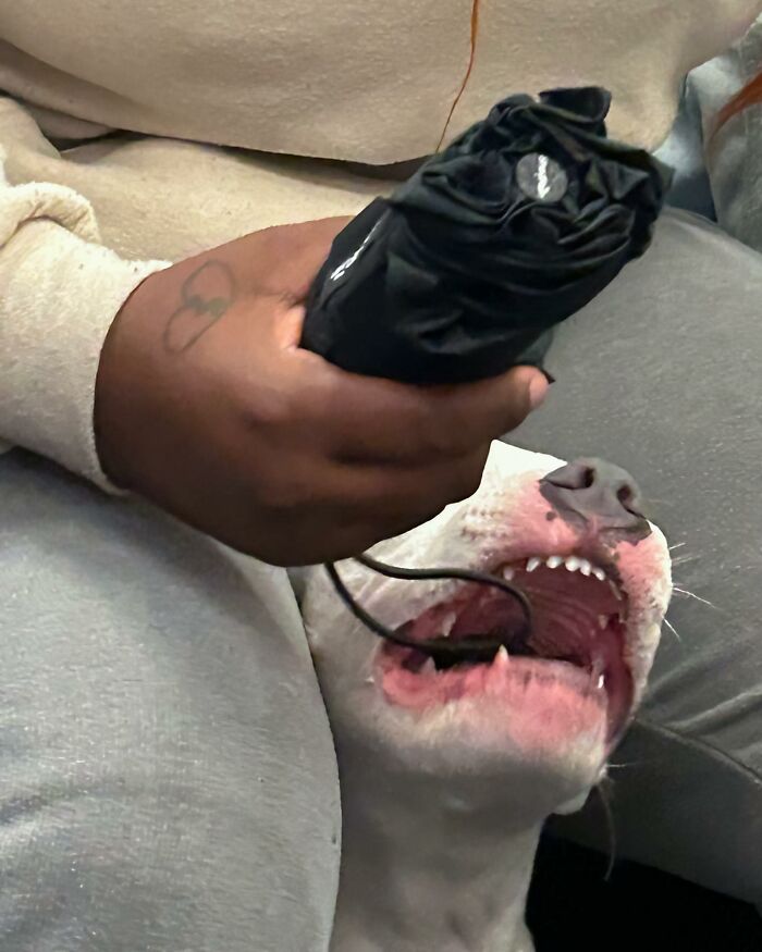 Person on subway in New York holding a black item while a dog opens its mouth wide nearby.