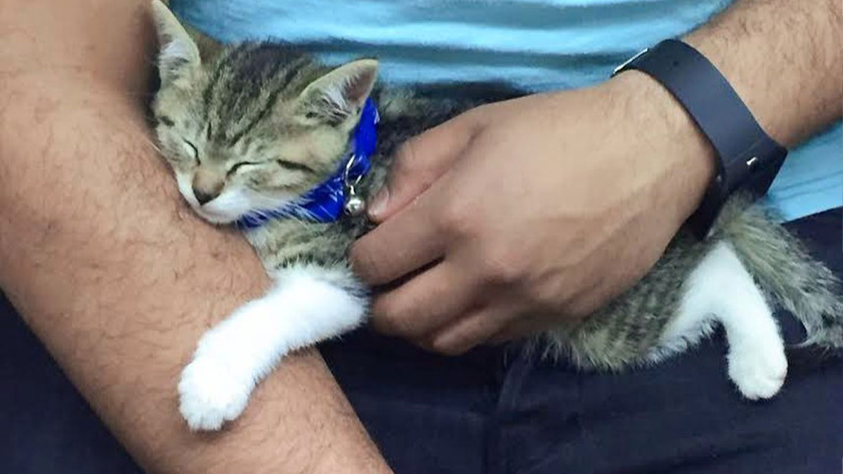 Person on subway in New York holding a sleeping kitten wearing a blue collar in their hands.