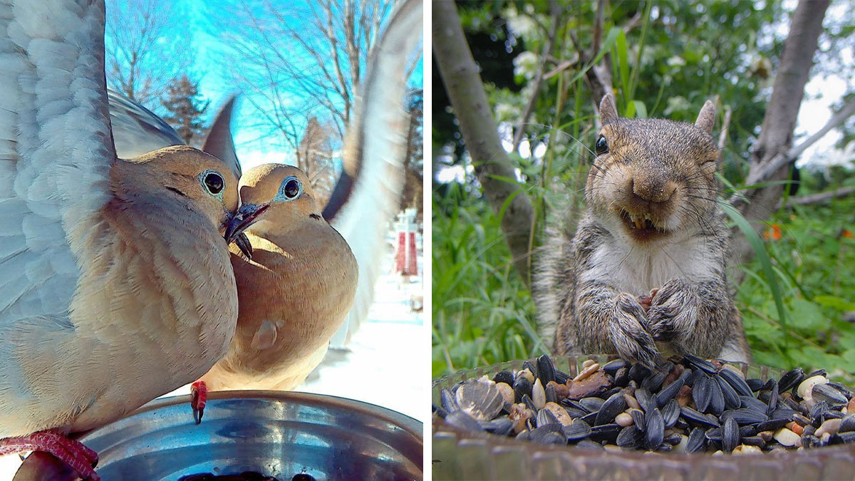 Close-up wildlife shots of birds and a squirrel captured with a camera on a bird feeder in a backyard yard setting.