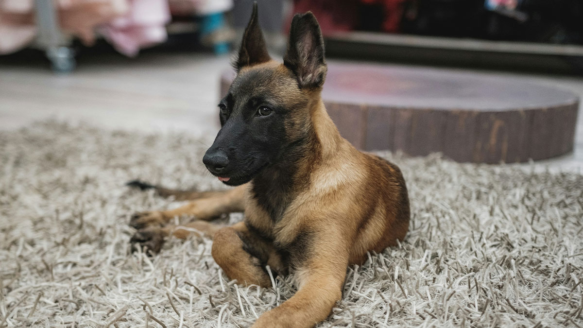 Belgian Malinois puppy lying on a carpet indoors, showing the type of pet many warn about before getting.