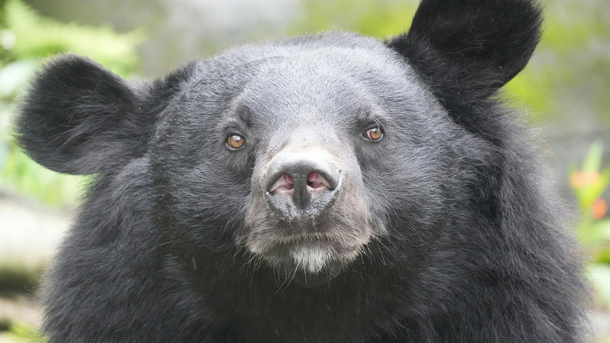 Close-up of a black bear in nature, illustrating risky wildlife encounters faced by tour guides with worst tourists.