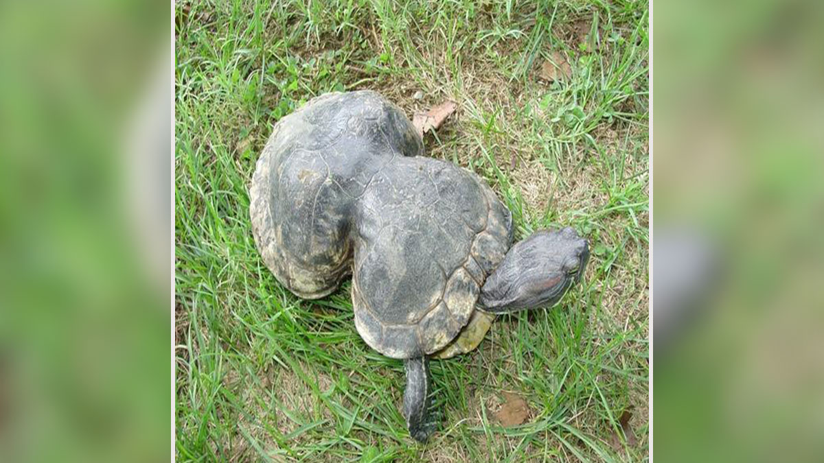 Peanut the rescued turtle with a unique shell shape resting on grass, thriving despite past challenges.