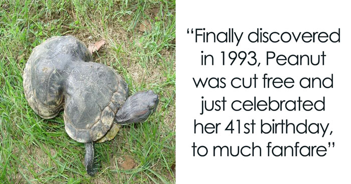 Litter-Fighting Superhero, Peanut The Turtle, Turns 41, Gets Her Own Birthday Party