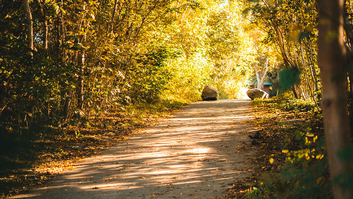 Sunlit forest path with autumn leaves, representing hidden gems discovered after moving into new homes.