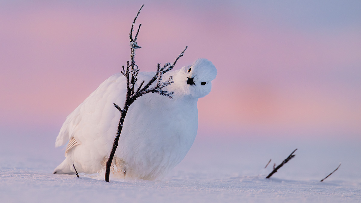 White bird in snowy northern landscape near a small frosted branch during a colorful winter sunset wild encounter.