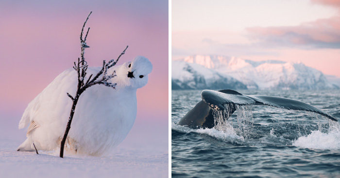 The 15 Most Heart-Melting Wildlife Moments I Was Lucky Enough To Capture