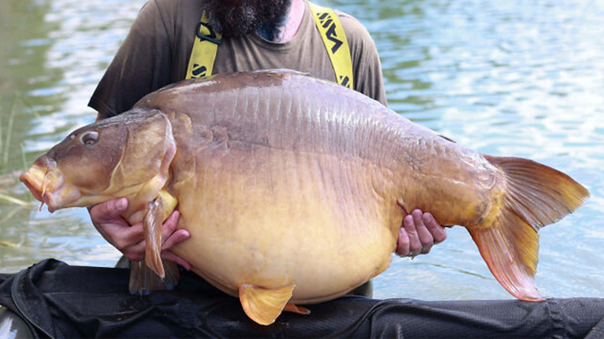 Man holding a giant fish by the water, showcasing one of the animals so giant itu2019s hard to believe they are real.