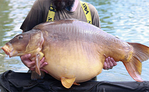 “What Did They Feed This Guinea Pig?”: 50 Oversized Animals That Have No Business Being This Big (New Pics)