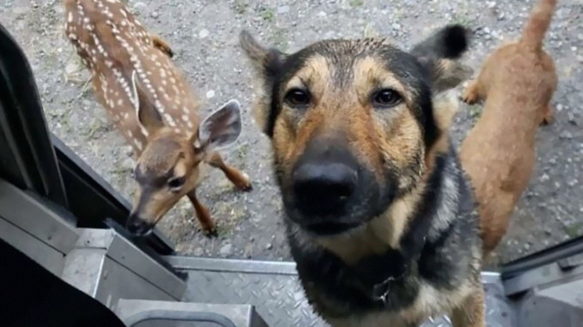 A curious dog and a spotted fawn standing near the entrance of a UPS truck meeting adorable pets.