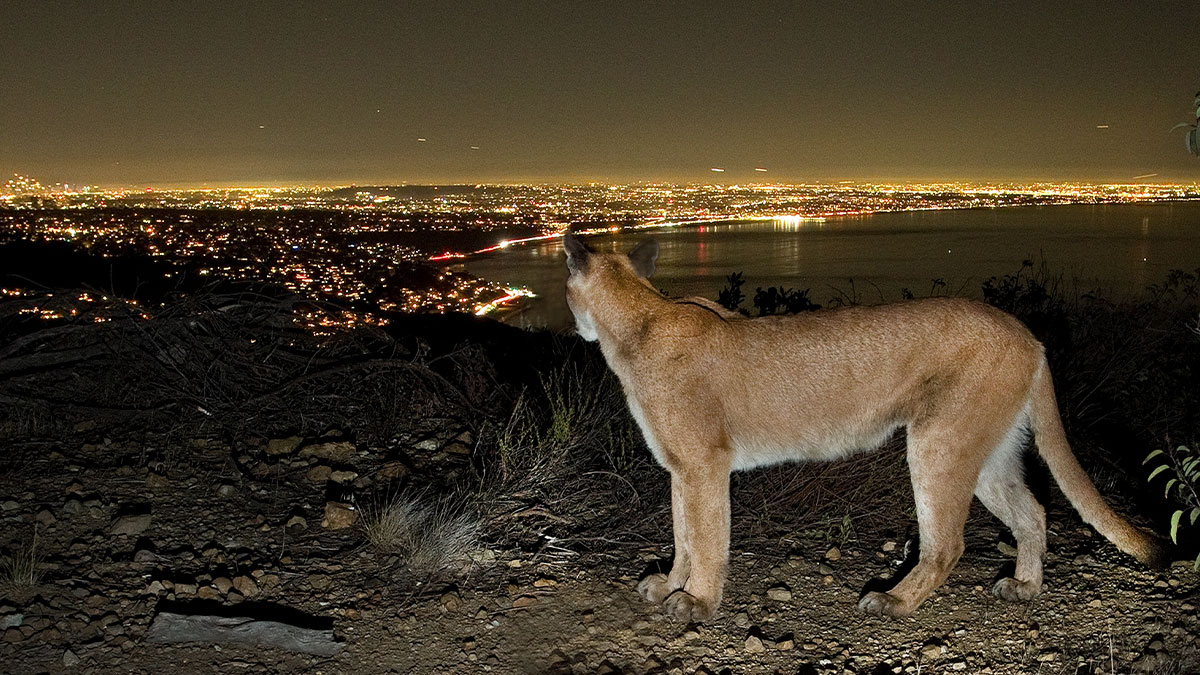 Mountain lion overlooking city lights at night, symbolizing the urban hell echo chamber contrast.