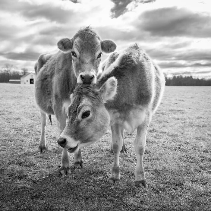 Two rescued cows in a field showing gentle interaction, highlighting the hidden lives of rescued cows. Two rescued cows in a field showing gentle interaction, highlighting the hidden lives of rescued cows.
