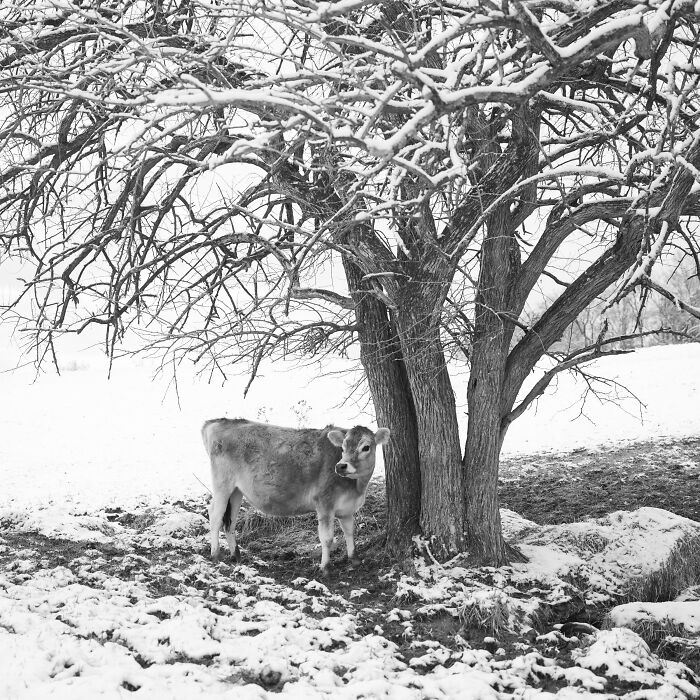 Rescued cow standing under a snow-covered tree in a quiet winter landscape, showing hidden lives of rescued cows. Rescued cow standing under a snow-covered tree in a quiet winter landscape, showing hidden lives of rescued cows.
