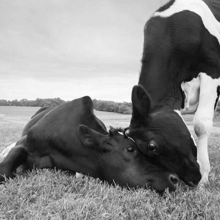 Two rescued cows showing affection in a grassy field, capturing the hidden lives of rescued cows over years. Two rescued cows showing affection in a grassy field, capturing the hidden lives of rescued cows over years.