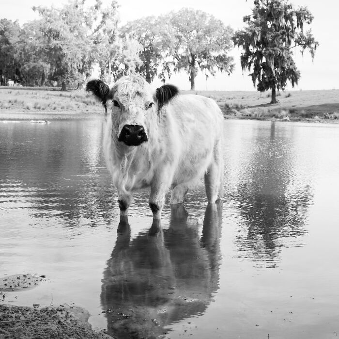 Rescued cow standing in shallow water with reflection, surrounded by trees and open pasture landscape. Rescued cow standing in shallow water with reflection, surrounded by trees and open pasture landscape.