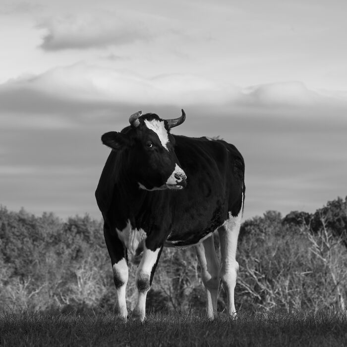 Black and white image of a rescued cow standing in a field, capturing the hidden lives of cows in nature. Black and white image of a rescued cow standing in a field, capturing the hidden lives of cows in nature.