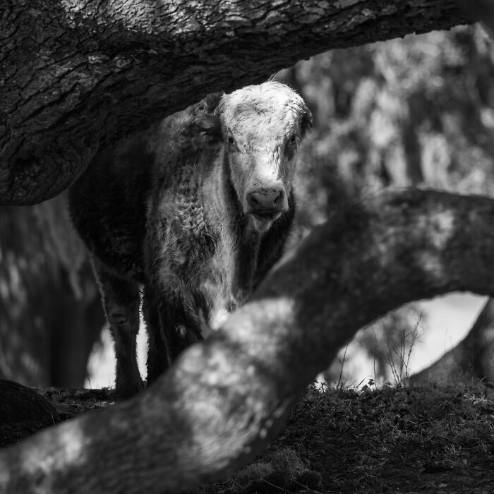 Rescued cow standing quietly among tree branches, highlighting the hidden lives of rescued cows in nature. Rescued cow standing quietly among tree branches, highlighting the hidden lives of rescued cows in nature.