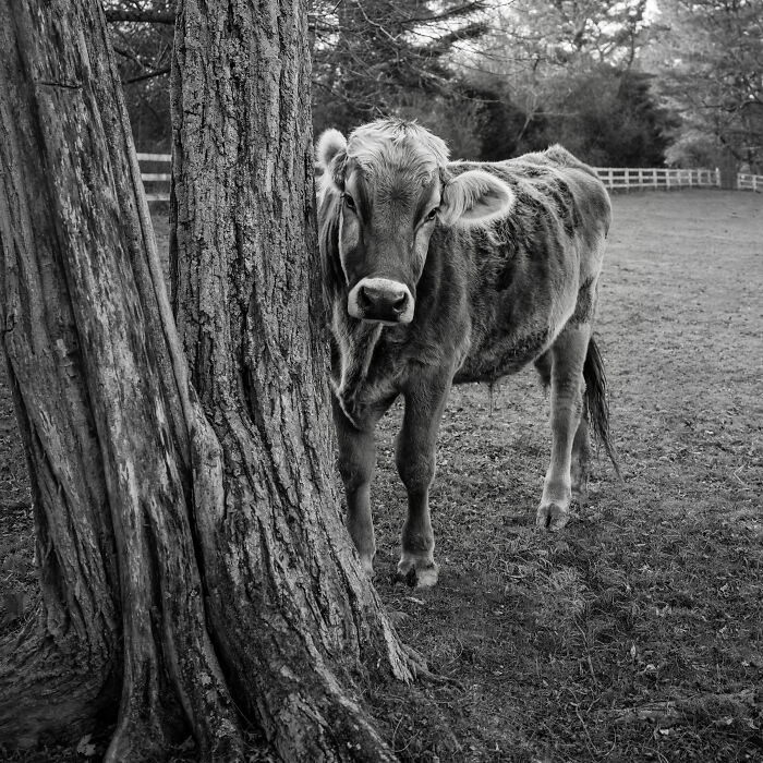 Rescued cow standing peacefully by a tree in a pasture, capturing the hidden lives of cows over ten years. Rescued cow standing peacefully by a tree in a pasture, capturing the hidden lives of cows over ten years.