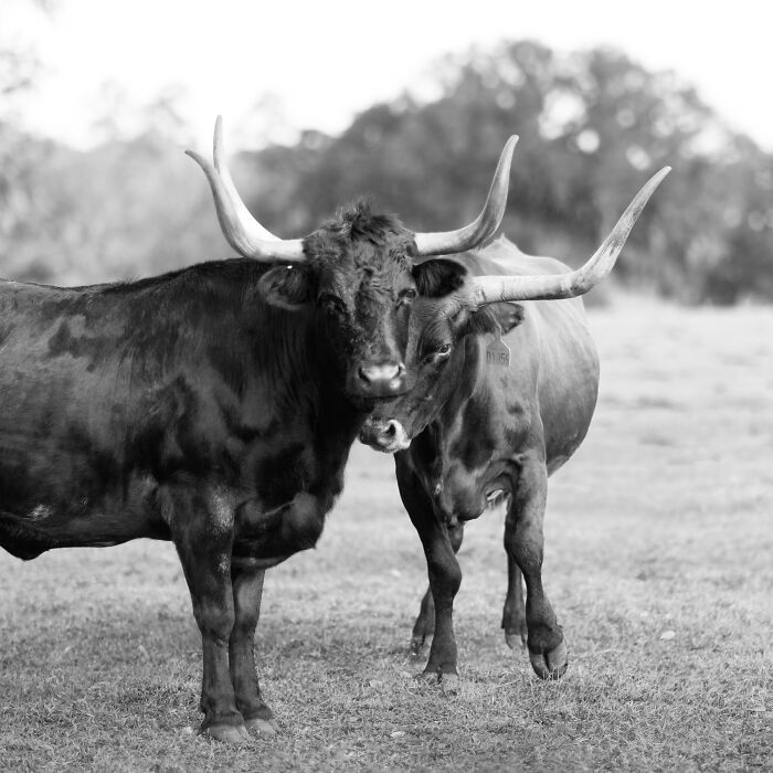 Two rescued cows with large horns standing close together in a grassy field, highlighting hidden lives of cows. Two rescued cows with large horns standing close together in a grassy field, highlighting hidden lives of cows.