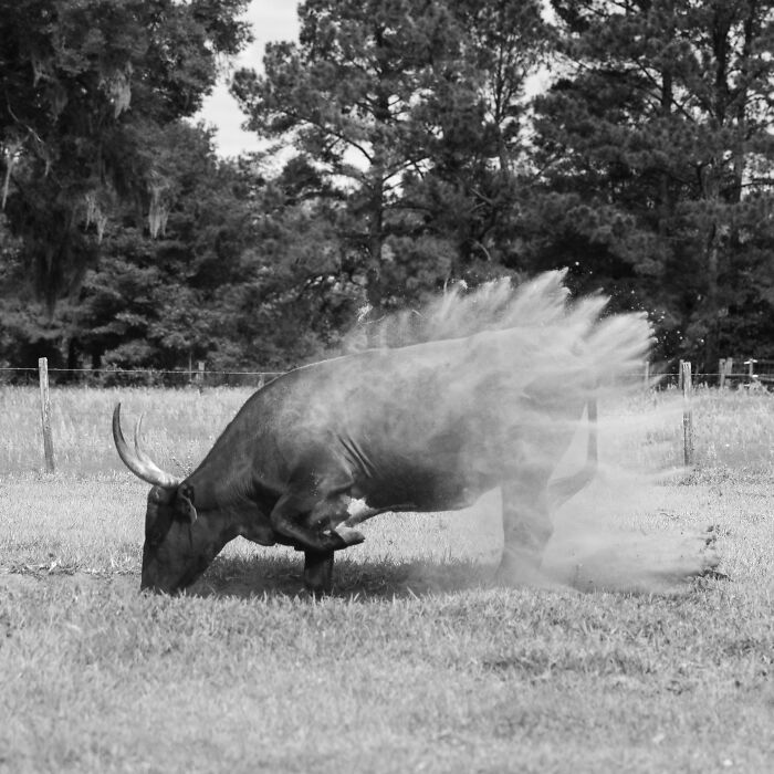 A rescued cow rolling in dirt in a grassy field, capturing the hidden lives of rescued cows over ten years. A rescued cow rolling in dirt in a grassy field, capturing the hidden lives of rescued cows over ten years.