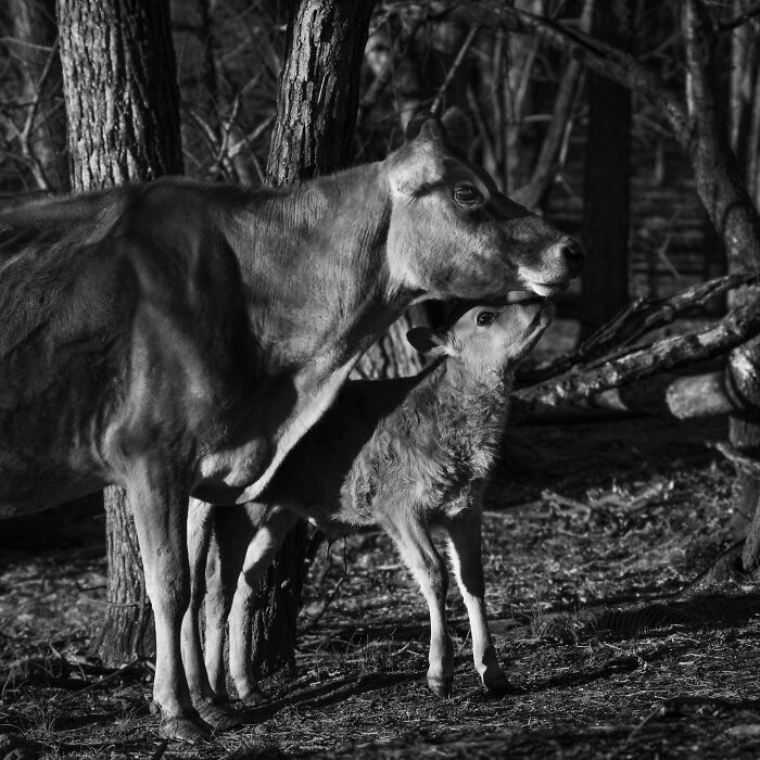 Rescued cows in a forest setting, showing tender interaction between a cow and her calf in natural light. Rescued cows in a forest setting, showing tender interaction between a cow and her calf in natural light.