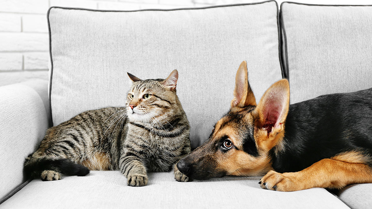 Tabby cat and German Shepherd dog resting on a couch, highlighting house sit conflict with dogs locked up versus roaming free.