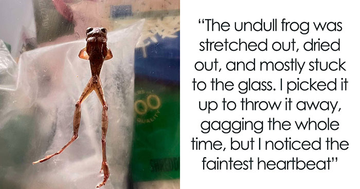 Woman Rehydrates Frog That Somehow Wound Up In Her Fridge, Shares How He Got A New Lease On Life
