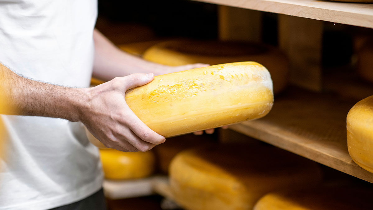 Person holding a large round cheese wheel in a storage room with shelves full of aging cheese wheels