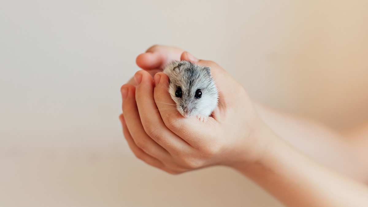 Small hamster held gently in hands, illustrating unusual ways people got permanently banned from a friendu2019s house.