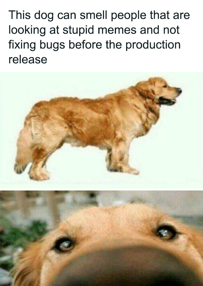 Dog meme about programmers not fixing bugs before production release, highlighting programming and computer science humor.