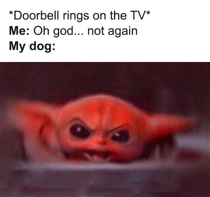 Angry and excited dog meme reacting to the doorbell ringing, relatable humor for dog owners in funny dog owner memes.