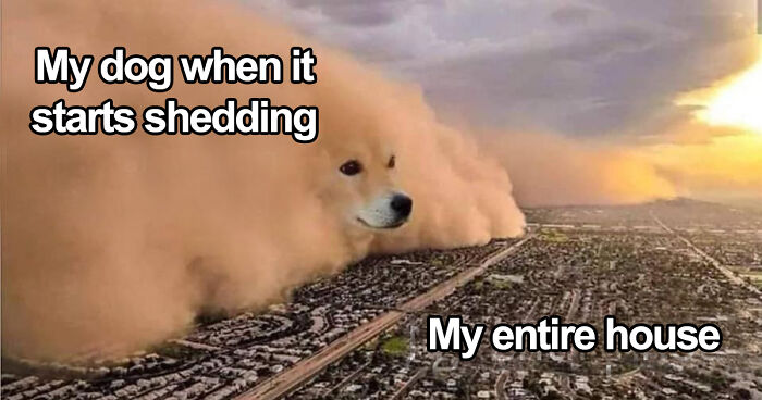 A humorous meme showing a dog shedding like a large dust storm over a neighborhood, relatable for dog owners.