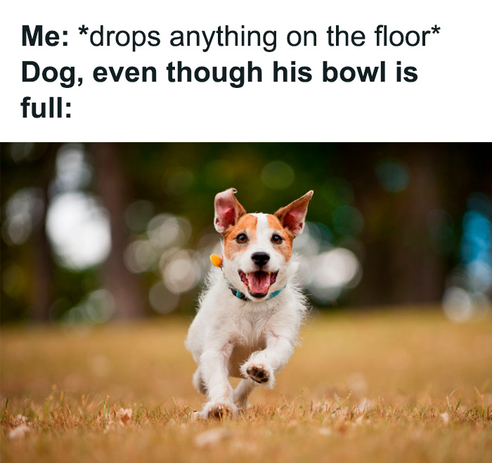 Happy dog running on grass with a funny expression, illustrating relatable moments for dog owners in memes.