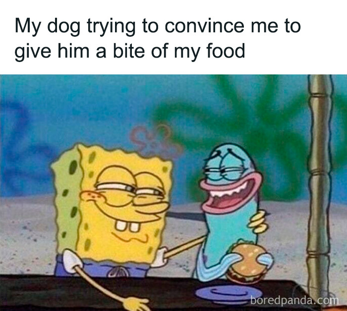 SpongeBob meme showing a sly smile, illustrating dog owners finding funny and relatable dog memes.