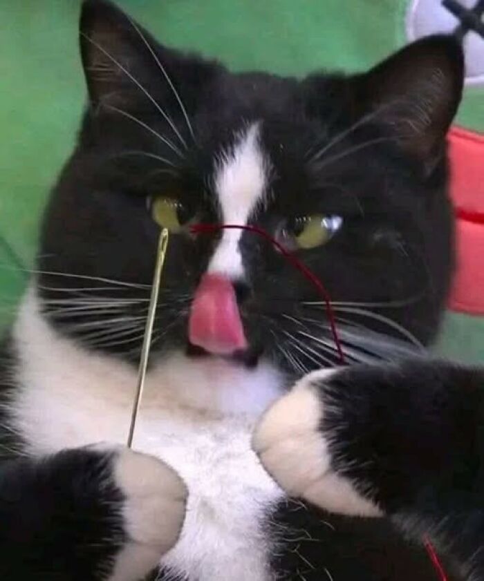 Black and white cat with paws holding a needle and thread, tongue out in a funny and cute cat moment.