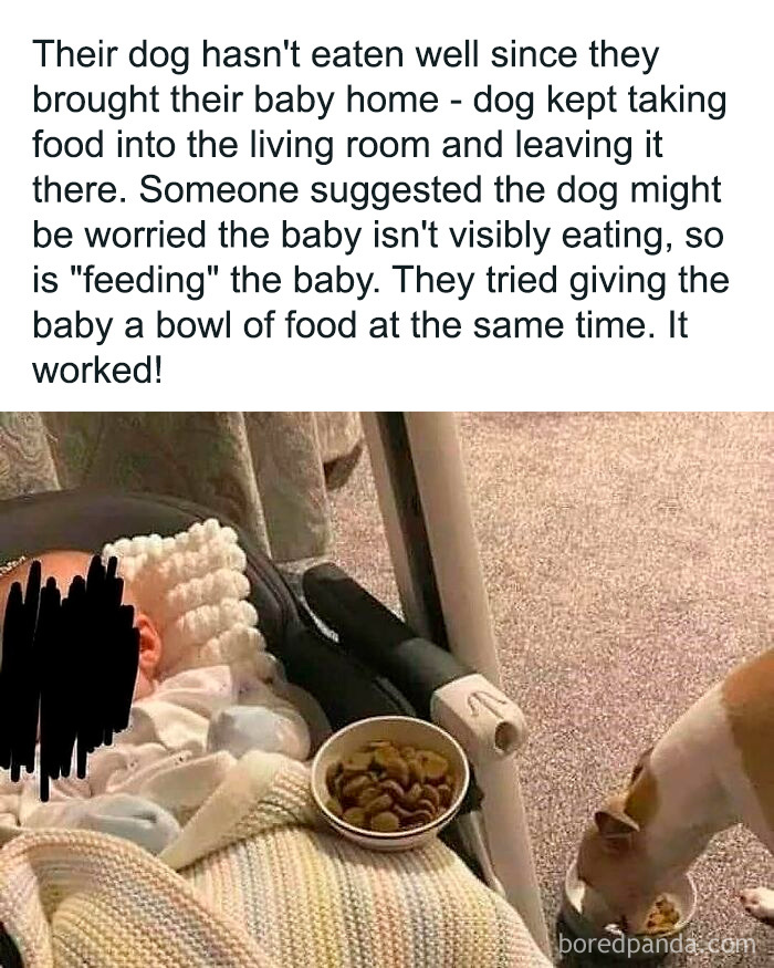 Dog feeding bowl placed by a baby while the dog eats, showing a wholesome moment to brighten your feed.