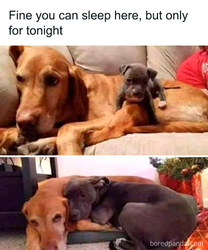 Two dogs cuddling on a couch, depicting a funny and relatable moment for dog owners in adorable memes.