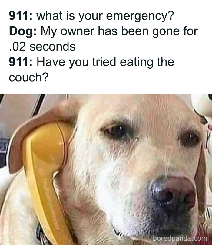Dog holding a phone with a humorous caption about a dog owner being gone for a short time, relatable dog owner meme.