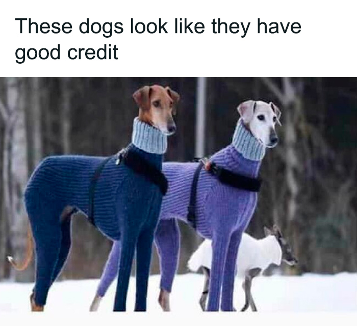 Two dogs wearing matching purple and blue sweaters in snow, a funny and relatable meme for dog owners.