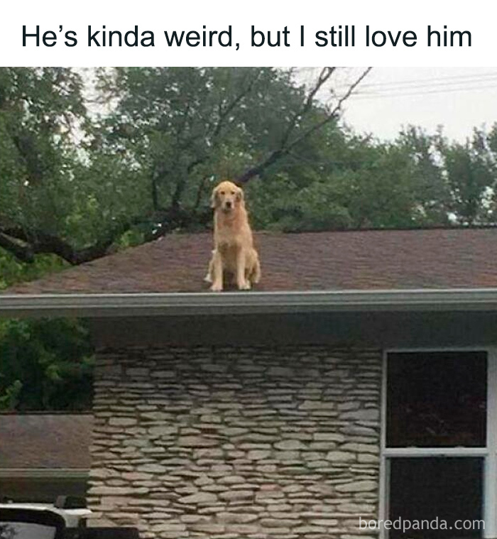 Hilarious-Dog-Memes-Pics