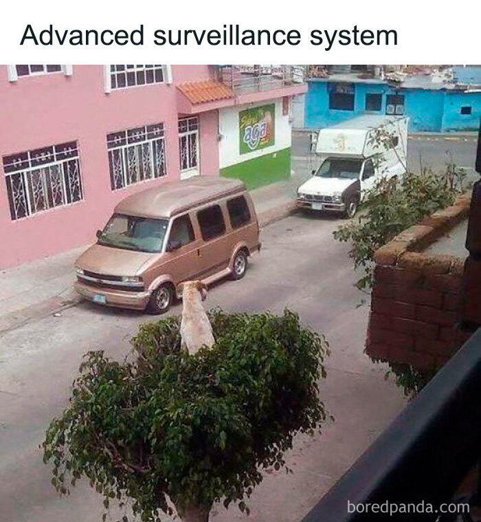 Dog perched high in a tree watching street below, showcasing funny and relatable moments for dog owners in memes.
